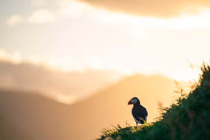 Atlantic puffin standing on grassy cliff at golden sunset with misty mountains in East Iceland