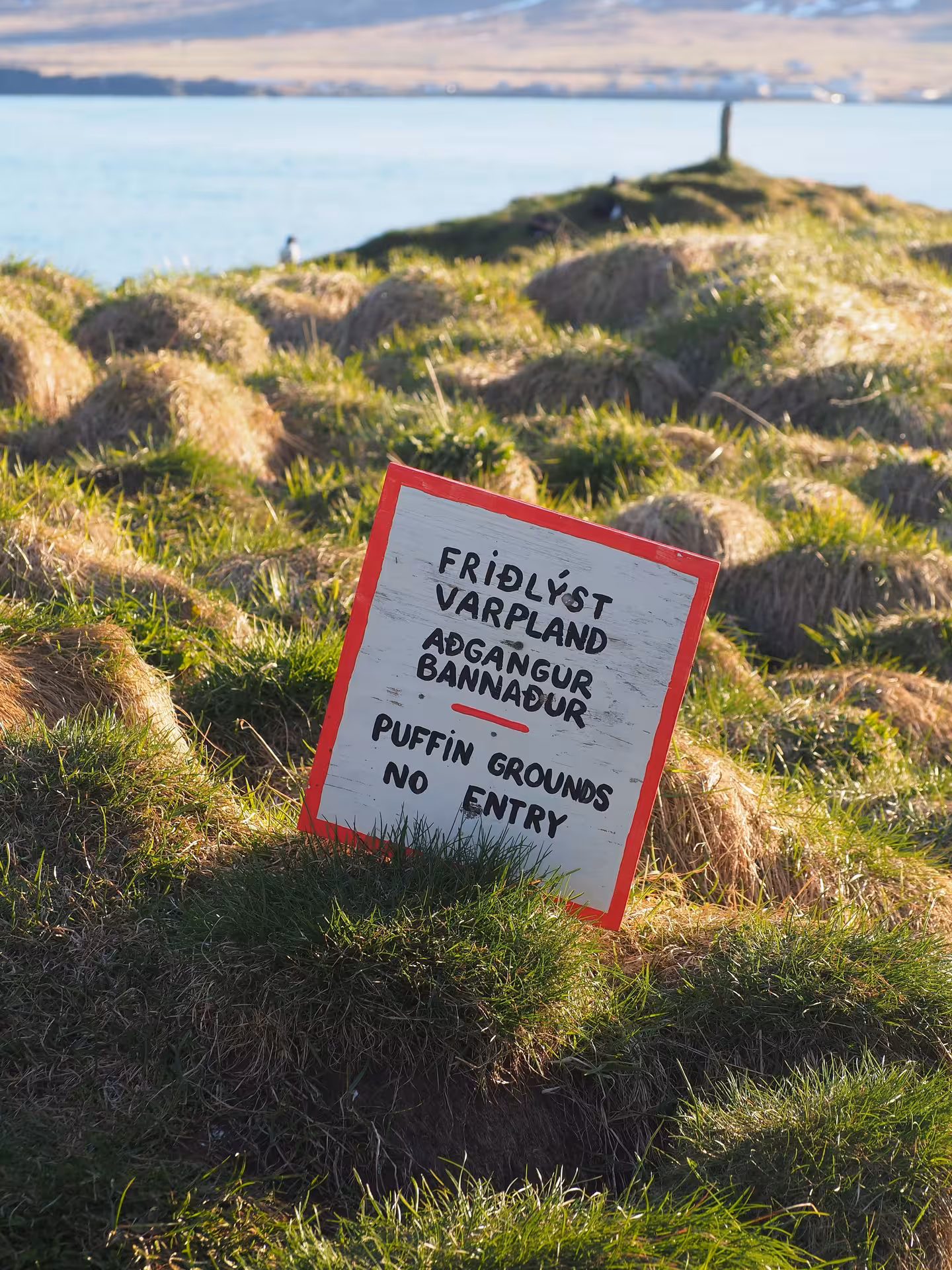 Puffin grounds no entry sign on grassy coastal hillside in Seydisfjordur Eastfjords Iceland