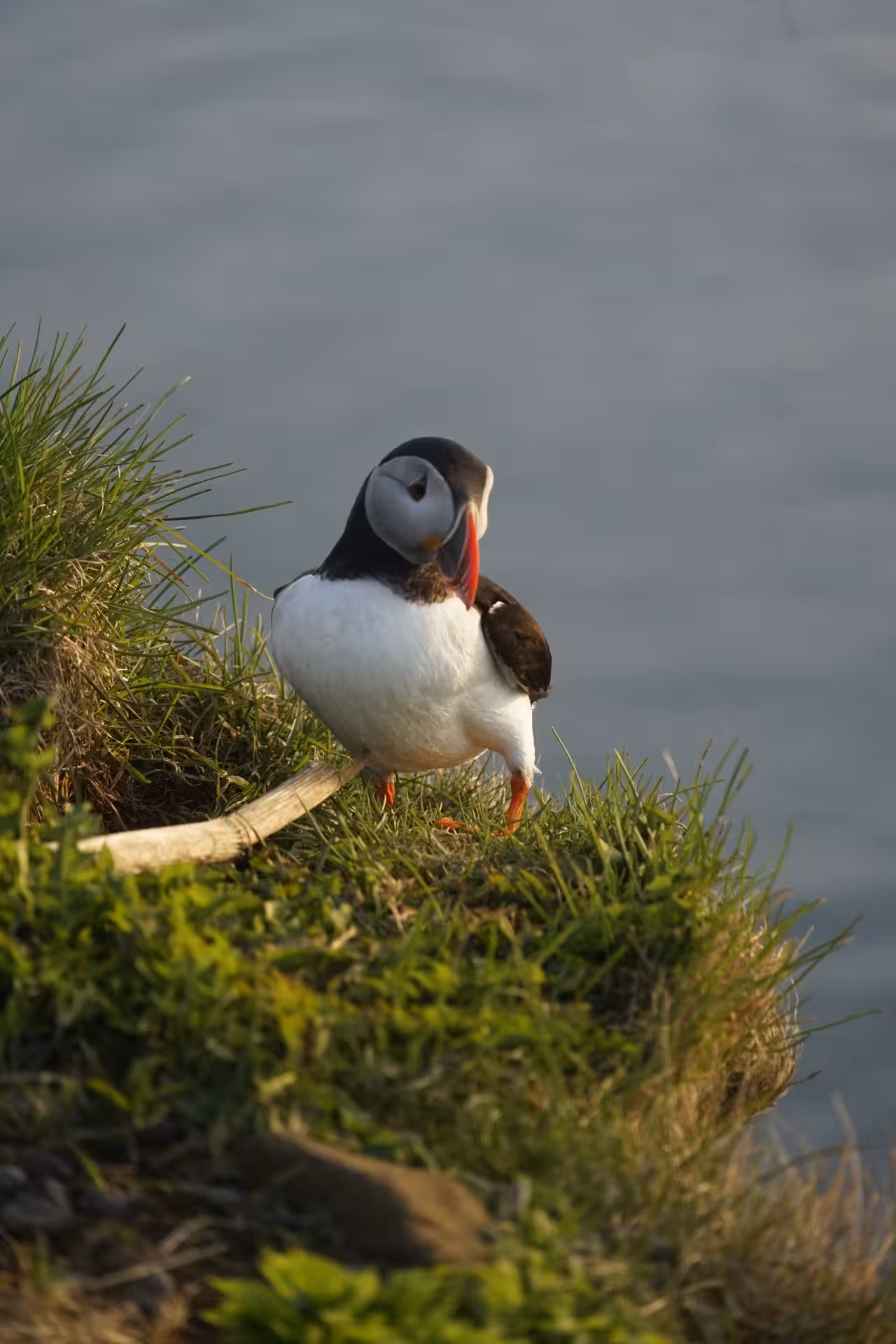 Atlantic puffin standing on grassy coastal cliff edge in Iceland with water in background