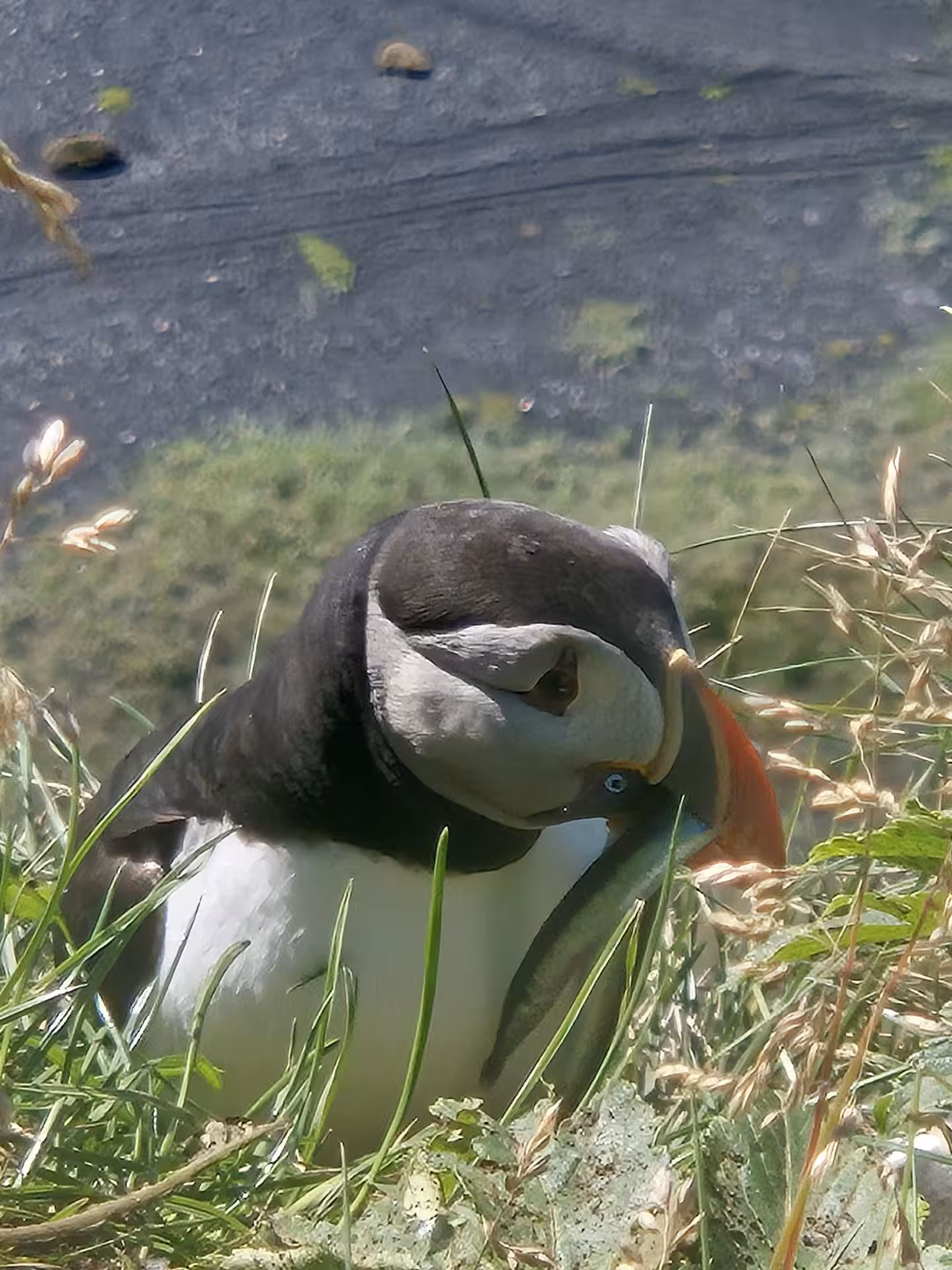 Atlantic puffin with colorful beak resting in coastal grass on Iceland's South Coast