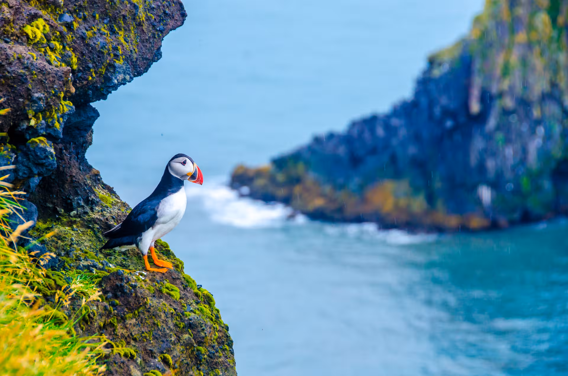 Atlantic puffin perched on mossy sea cliff with turquoise ocean and rocky coastline in South Iceland
