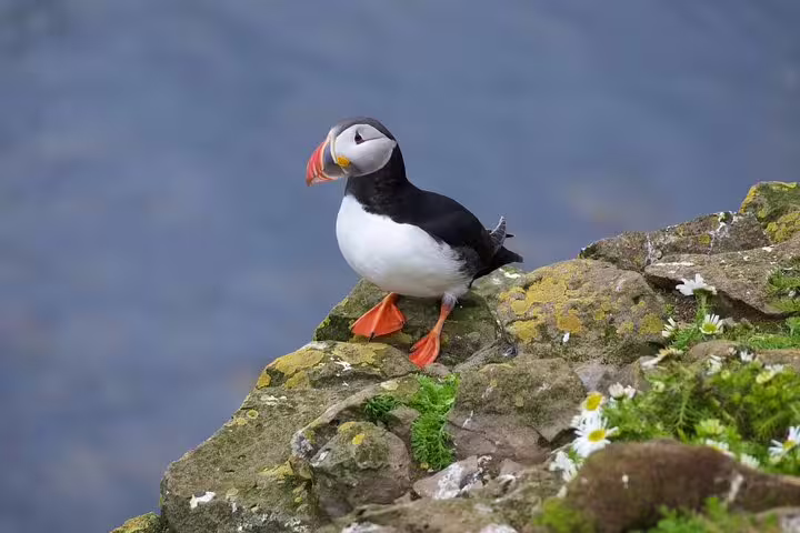 Atlantic puffin with colorful beak standing on mossy coastal cliff rocks