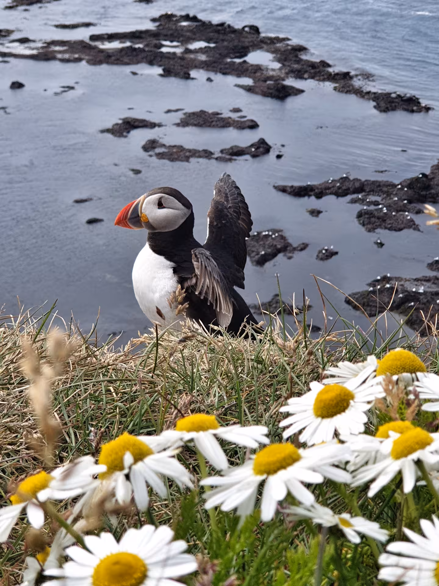 Atlantic puffin spreading wings on grassy Iceland coastal cliff with white daisies in foreground