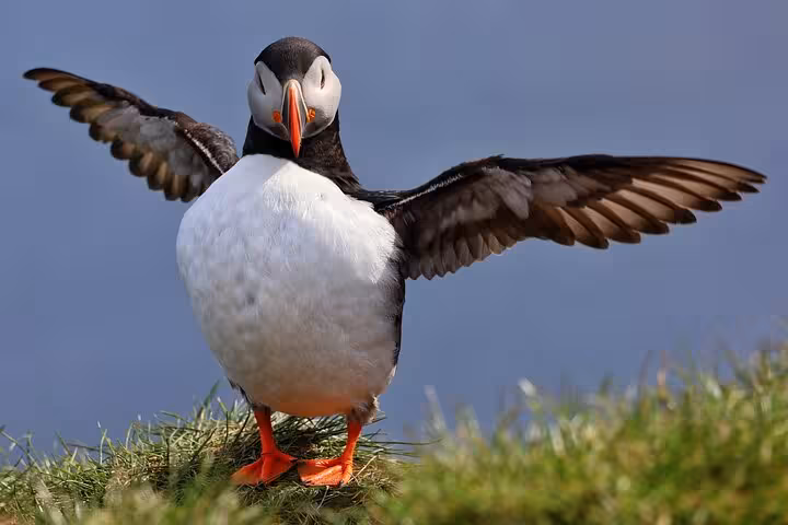Atlantic puffin spreading wings on grassy cliff in Seydisfjordur Iceland