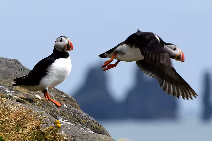 Two Atlantic puffins near rocky cliff in Reykjavik Bay, one landing with wings spread