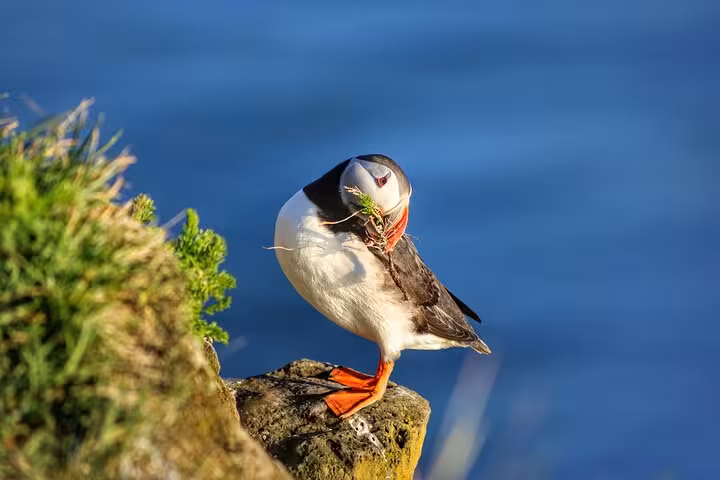 Atlantic puffin perched on rocky cliff with nesting material in beak, blue ocean background