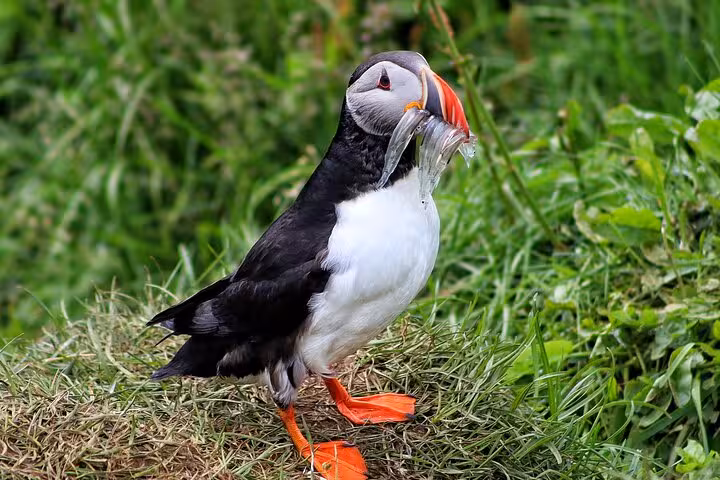 Atlantic puffin holding small fish in colorful beak standing on grassy cliff in Iceland