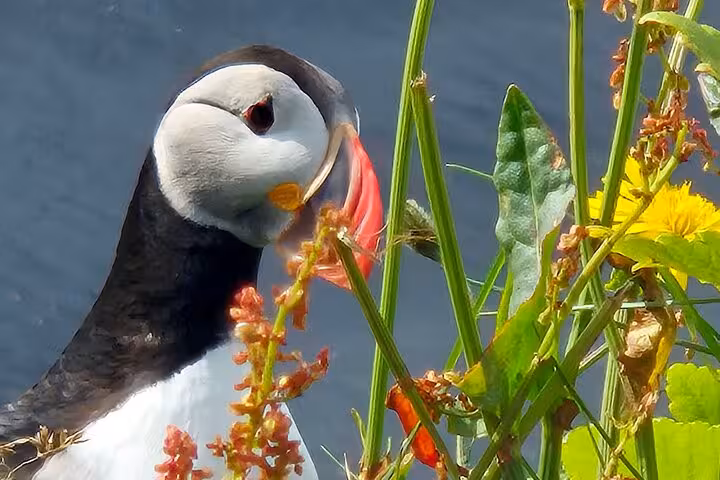 Atlantic puffin with colorful beak among wildflowers on Iceland's south coast