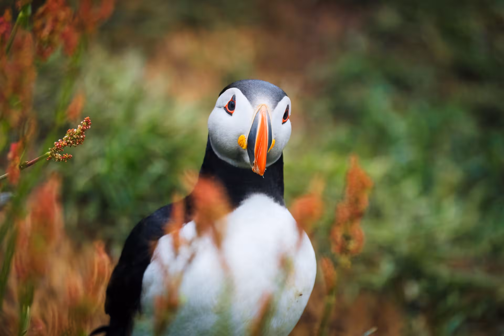 Atlantic puffin with colorful orange beak among wildflowers in Eastfjords Iceland