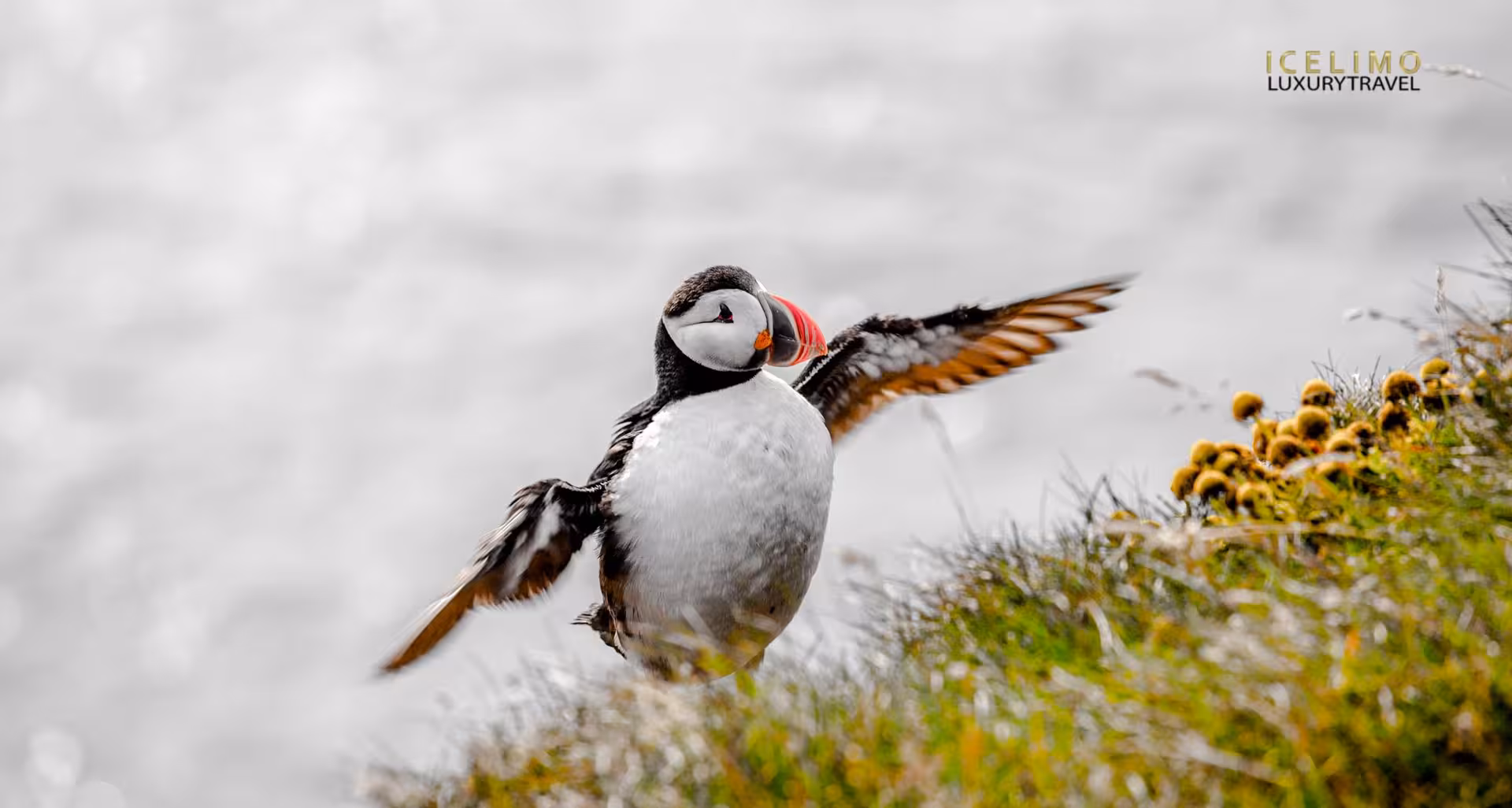 Atlantic puffin spreading wings on grassy cliff at Westman Islands, Iceland