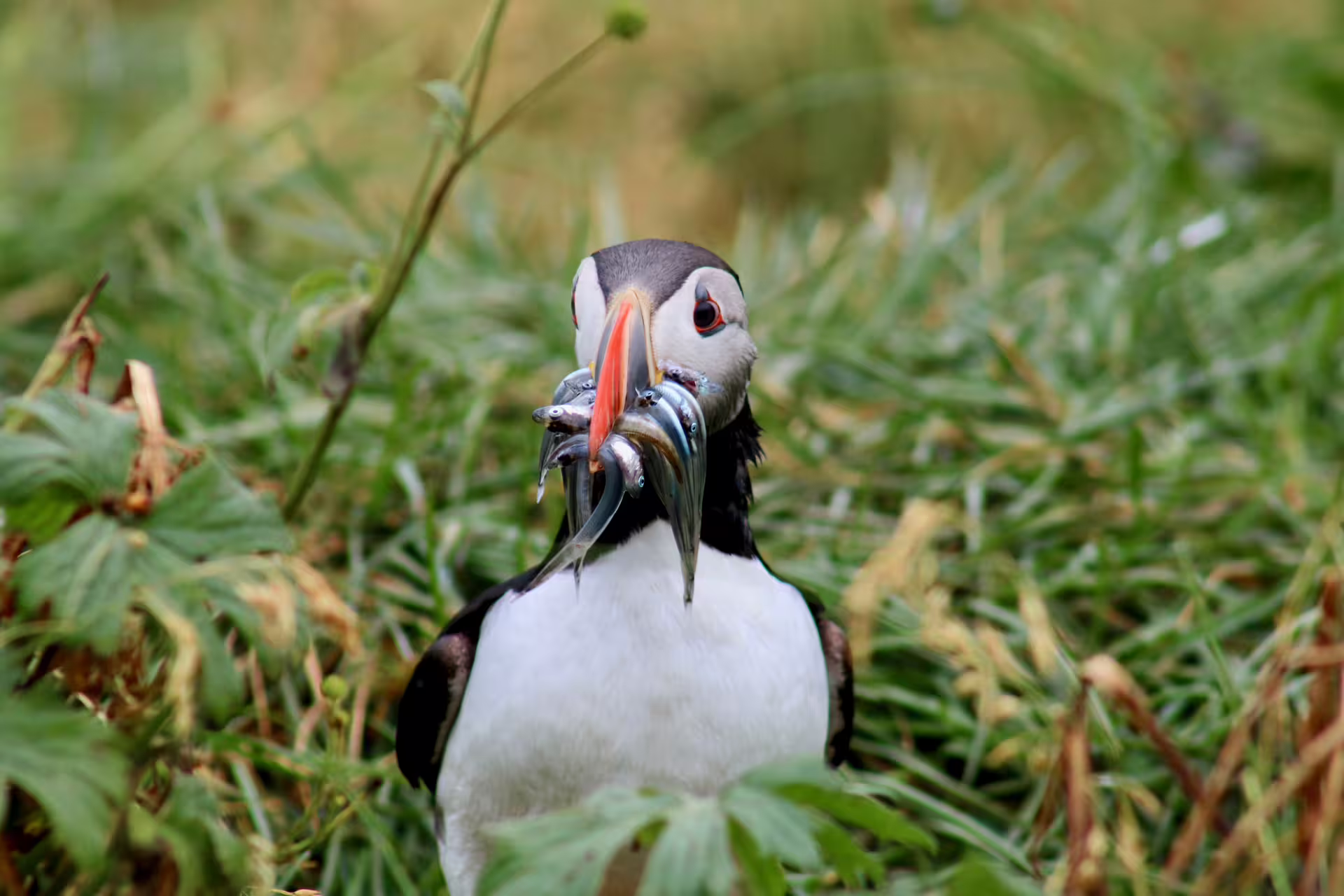 Atlantic puffin carrying multiple small fish in its colorful beak among green grass
