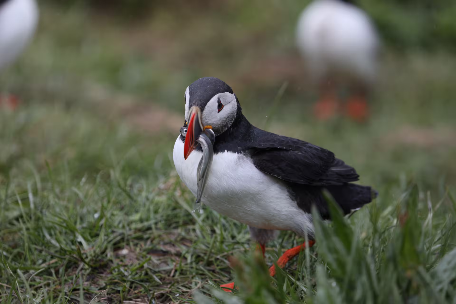 Atlantic puffin carrying multiple small fish in its colorful beak while standing on grass