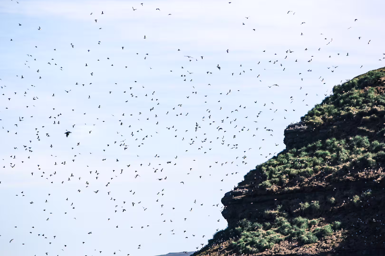 A vast flock of puffins soars over a rugged, grassy cliff, showcasing the stunning wildlife on a "Whales and Puffins" tour.