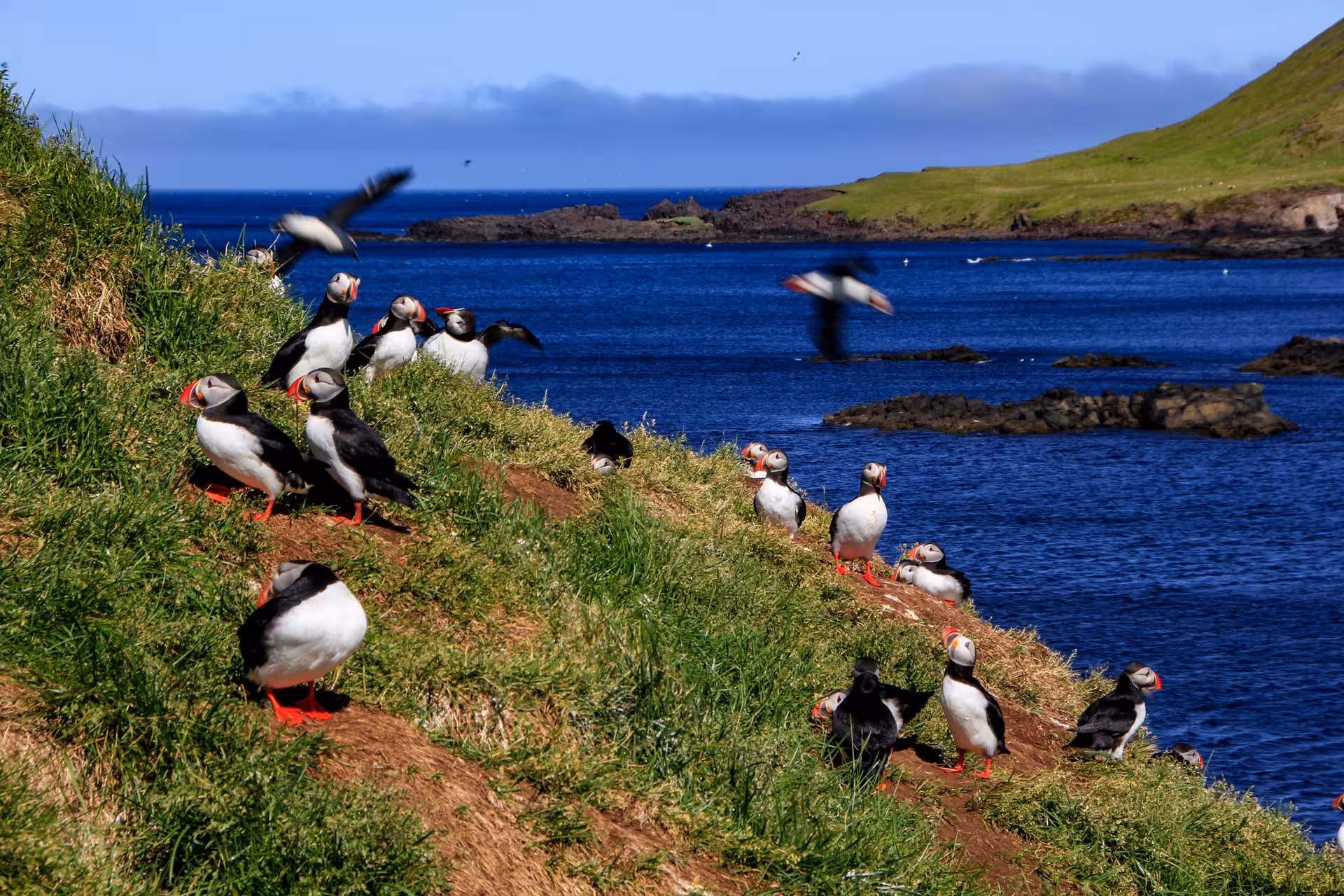 Colony of Atlantic puffins on grassy coastal cliffs in the Eastfjords of Iceland