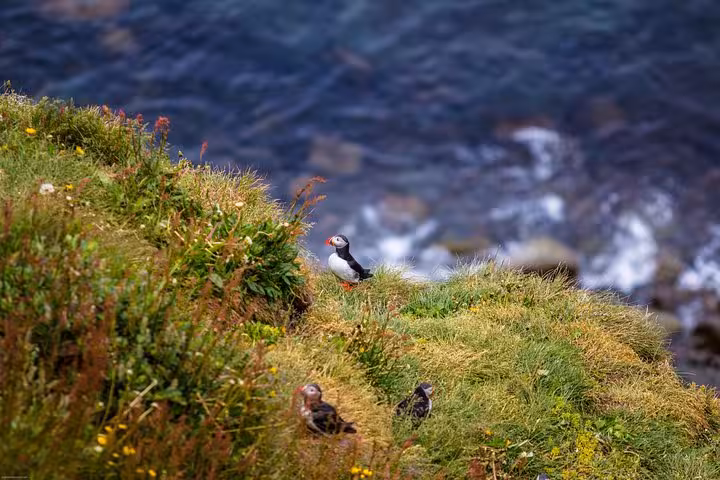 Colorful puffins perched on a grassy cliff edge overlooking the ocean on the Diamond Circle Day Tour.