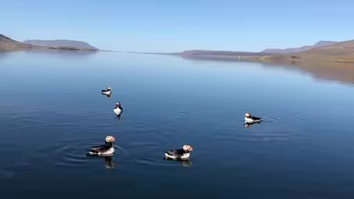 Puffins float peacefully on crystal-clear waters surrounded by stunning cliffs during a paddle board tour in the Forgotten Fjords.