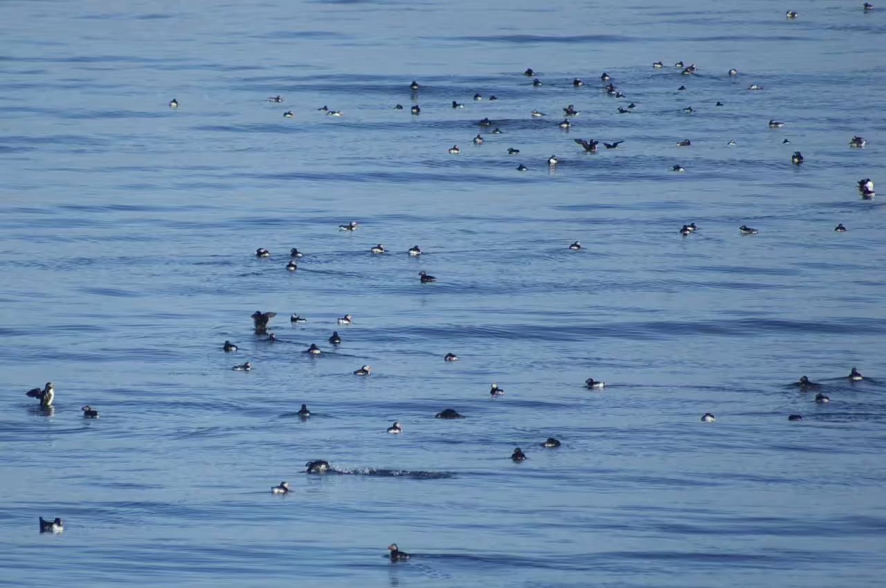 Large flock of puffins and seabirds floating on calm blue ocean waters near Reykjavik Iceland islands boat tour