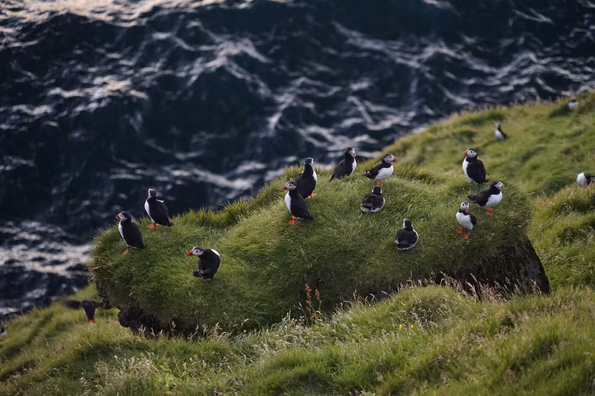 Atlantic puffins perched on grassy sea cliffs along Iceland's south coast