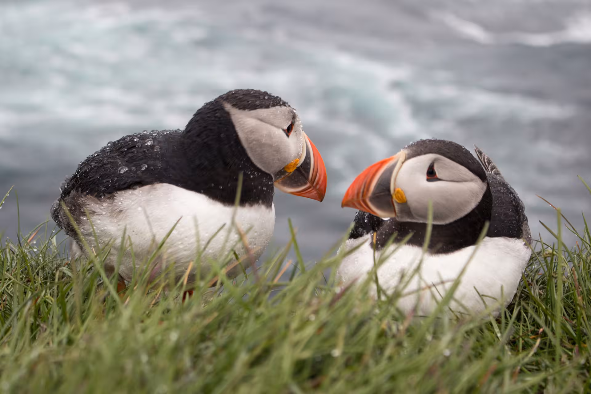 Two Atlantic puffins facing each other in green grass with ocean waves in the background