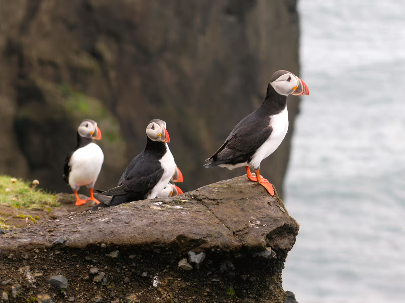 Three Atlantic puffins perched on a rocky cliff ledge overlooking Reykjavik Bay waters