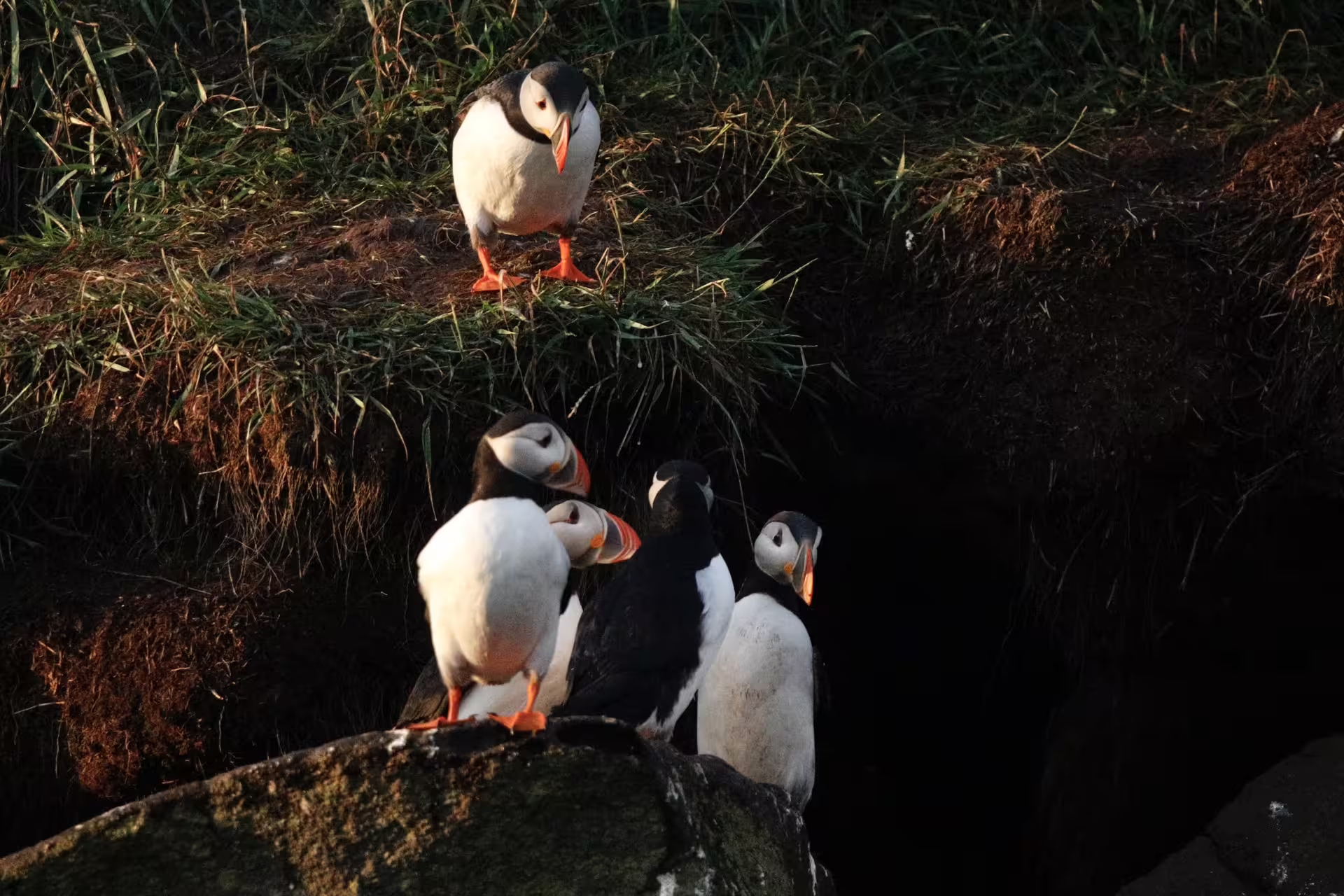 Group of Atlantic puffins perched on rocky cliffs with green grass in Iceland