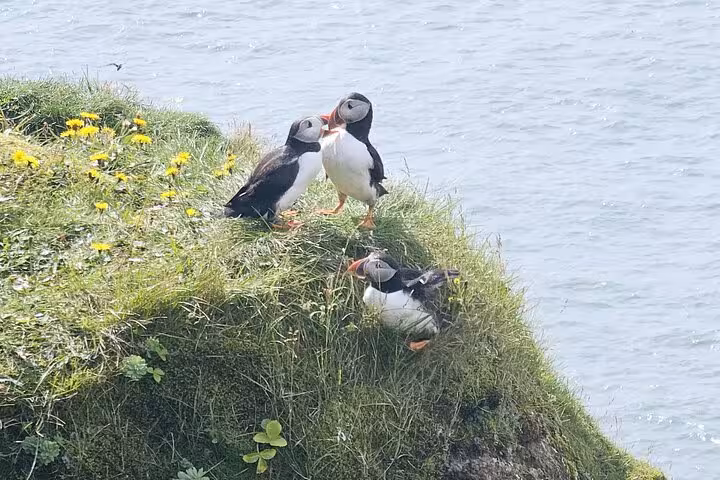 Atlantic puffins perched on a grassy sea cliff in Iceland