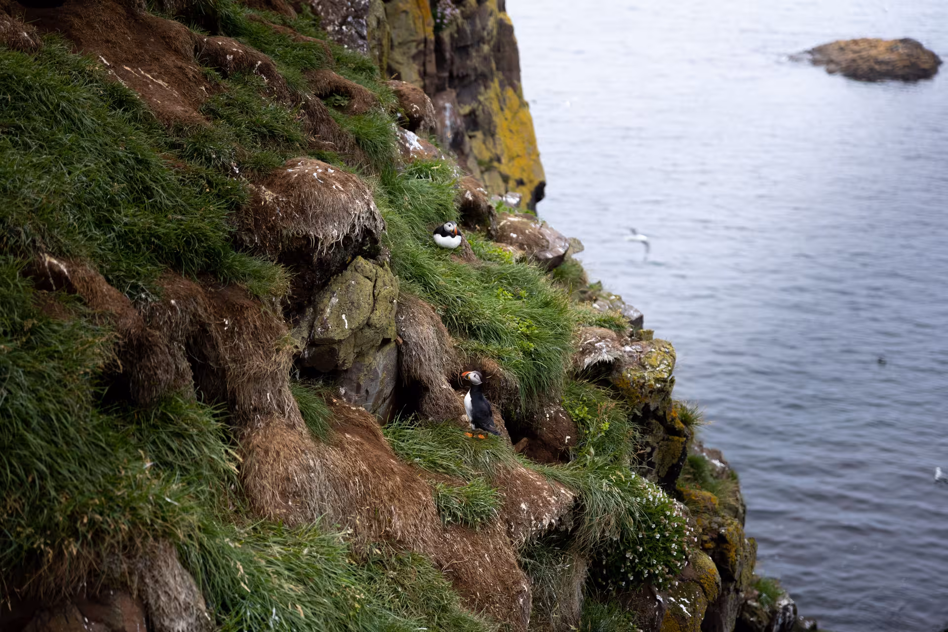 Atlantic puffins perched on steep grass-covered sea cliffs in the Eastfjords of Iceland