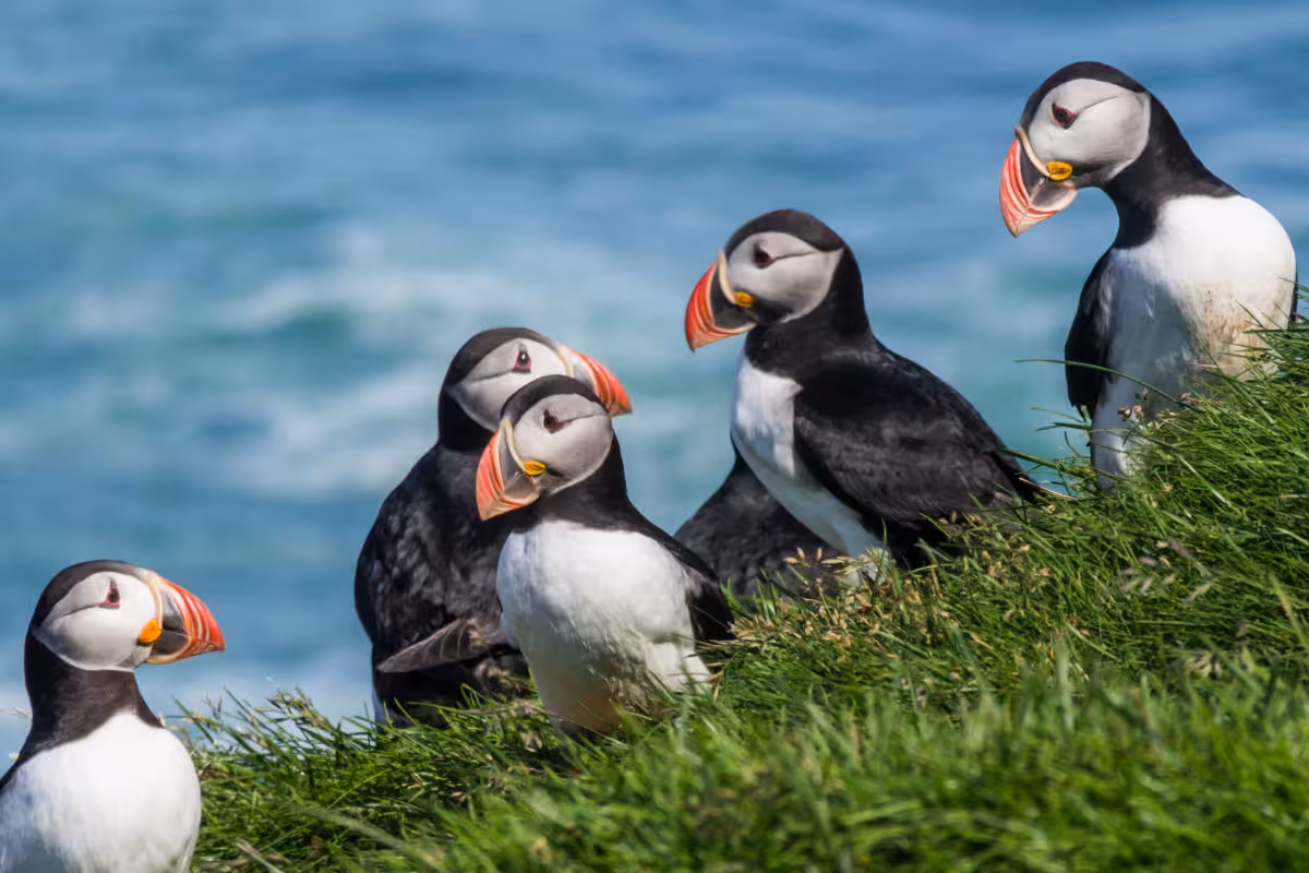 Atlantic puffins resting on green coastal cliffs near Vik on Iceland South Coast and Glacier Lagoon full-day tour