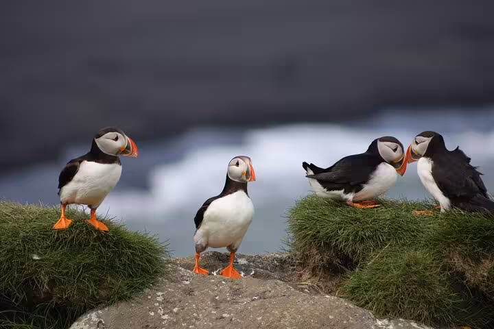 Four Atlantic puffins standing on mossy coastal rocks at Seydisfjordur, Iceland