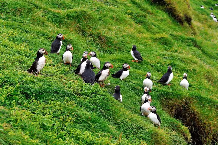 A colony of Atlantic puffins resting on a lush green grassy hillside in the Westman Islands, Iceland