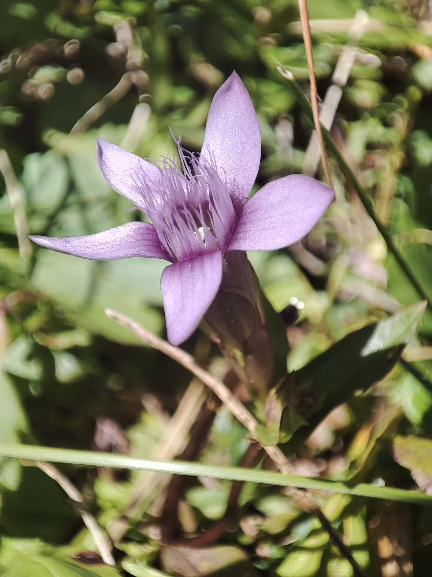 Purple fringed gentian wildflower blooming on Piatra Craiului hiking trail