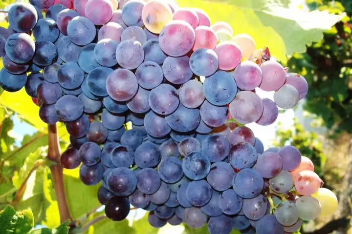 Cluster of vibrant purple grapes basking in sunlight at Chania Botanical Garden during a private half-day tour.