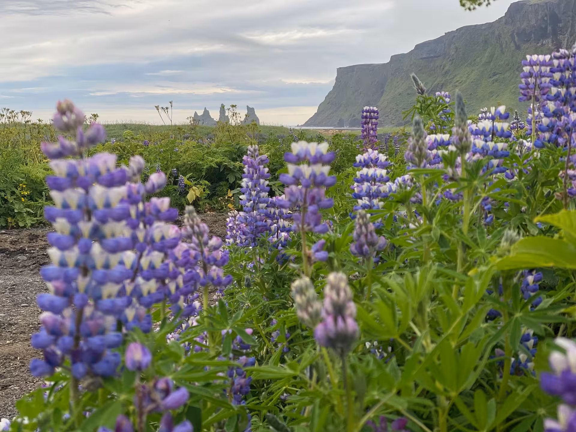 Purple lupines near Vik with Reynisdrangar sea stacks and cliffs, Thakgil hidden gems tour Iceland