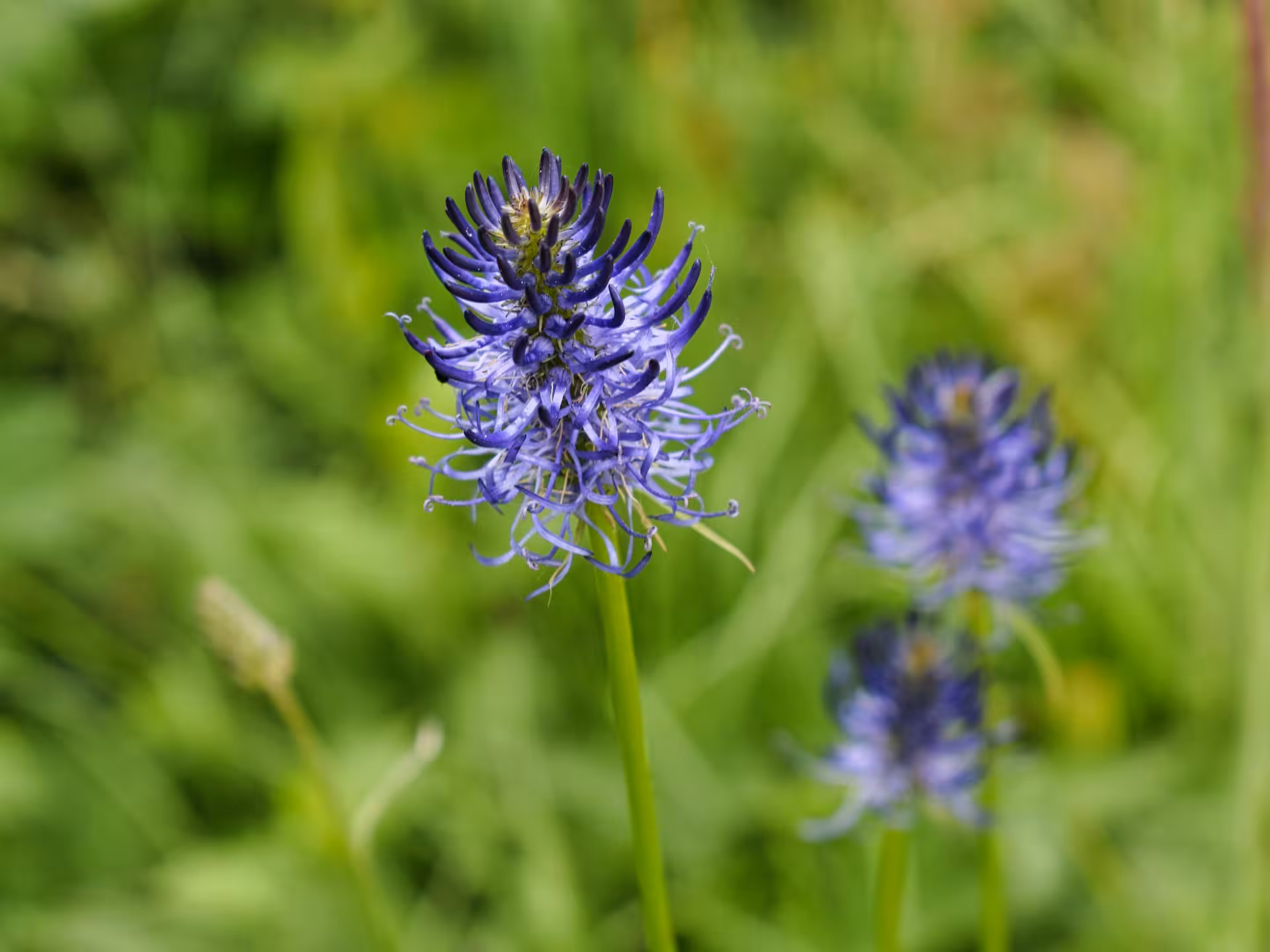 Vibrant purple wildflowers blooming in Maramures meadows on a 3-day guided tour from Cluj Romania