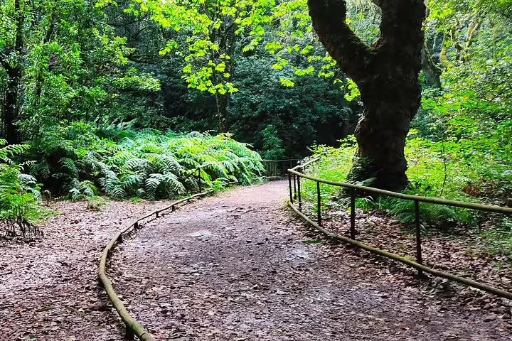 Scenic forest trail surrounded by vibrant foliage, inviting hikers on the Queimadas self-guided walk in Madeira.