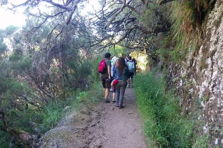 Group of hikers walk along a scenic forest trail in Rabaçal, experiencing the verdant beauty of Madeira's 25 Fonts.