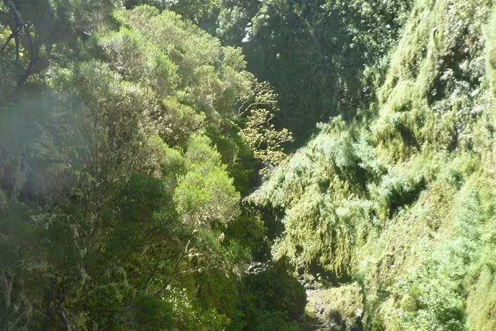 Dense greenery and dramatic cliffs in Rabaçal 25 Fonts, offering a serene and picturesque landscape for hiking enthusiasts.