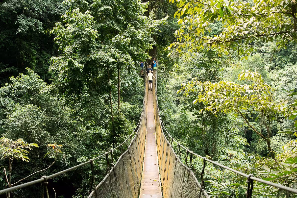 Tourists crossing a scenic suspension bridge amidst the dense rainforest of Rainmaker Park, Manuel Antonio.