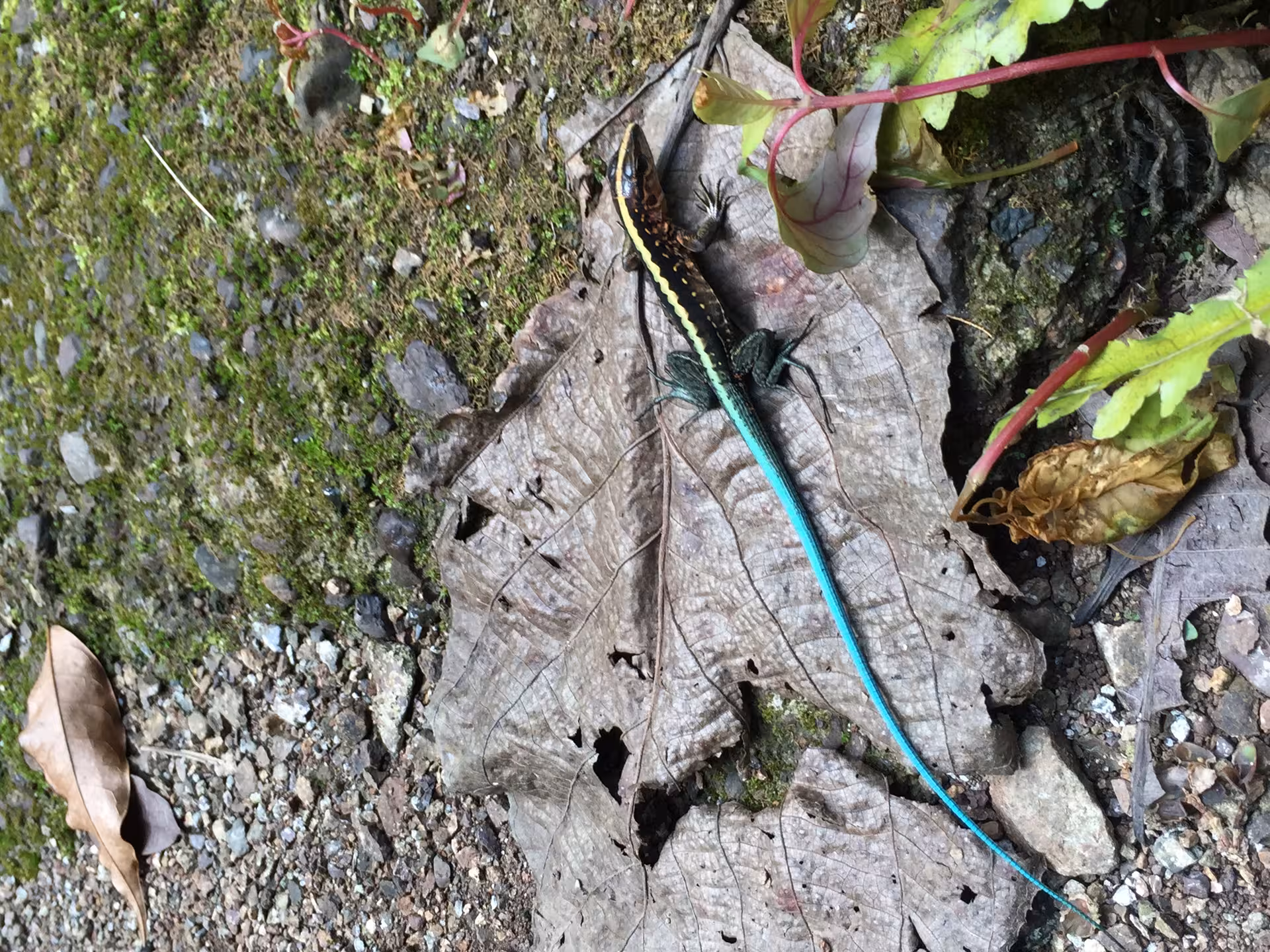 Vibrant lizard on forest floor, showcasing diverse wildlife on the Rainmaker Park Tour from Manuel Antonio.