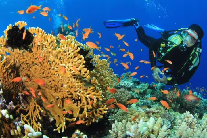Scuba diver over Ras Mohamed coral garden with anthias, VIP boat diving and snorkeling trip Sharm El Sheikh