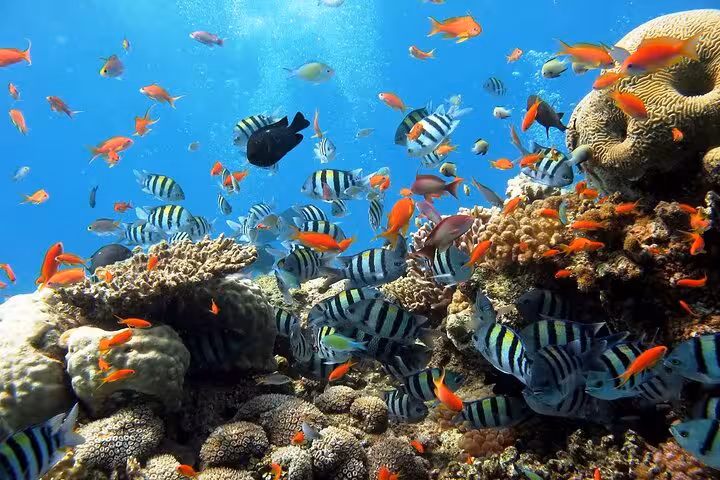 Colorful reef fish over Ras Mohamed coral garden on VIP boat snorkeling tour to White Island, Sharm