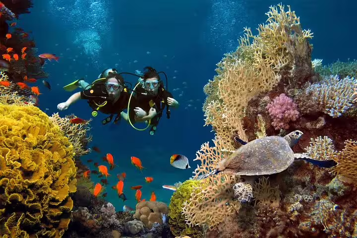 Two divers near sea turtle and colorful coral at Ras Mohamed National Park on White Island VIP boat diving trip