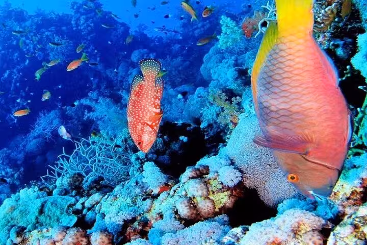Colorful coral reef and tropical fish snorkeling at Ras Mohamed and White Island tour from Sharm El Sheikh