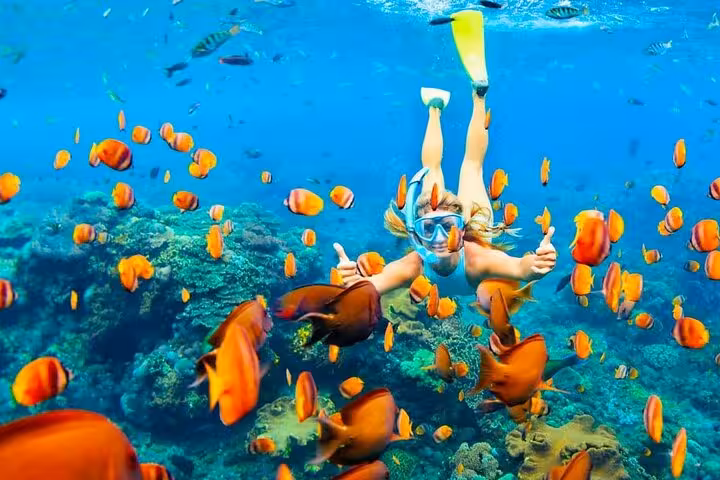 Snorkeler with colorful reef fish at Ras Mohamed, White Island day trip from Sharm El Sheikh