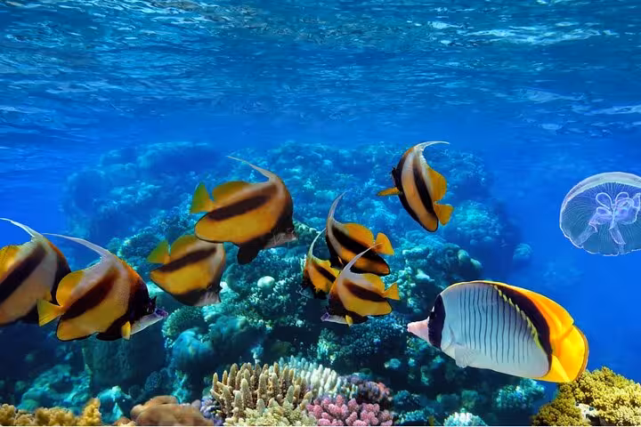 Colorful reef fish over Ras Mohammed coral gardens, Sharm El Sheikh boat trip with intro dive snorkeling