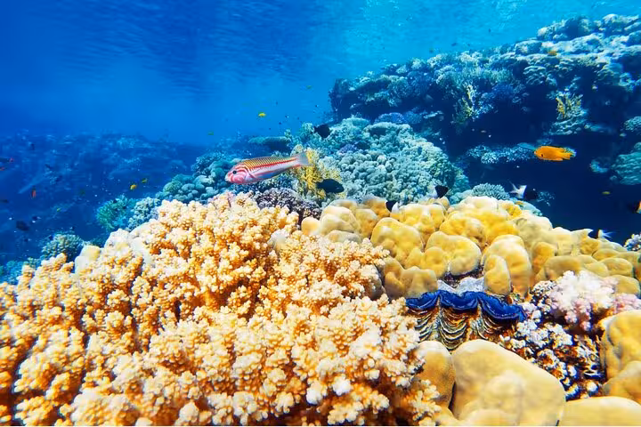 Vibrant Ras Mohammed coral reef and tropical fish, Sharm El Sheikh White Island boat trip intro dive stop