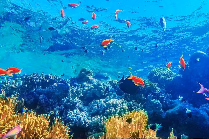 Colorful Red Sea coral reef and tropical fish at Ras Mohammed on Sharm El-Sheikh boat intro dive