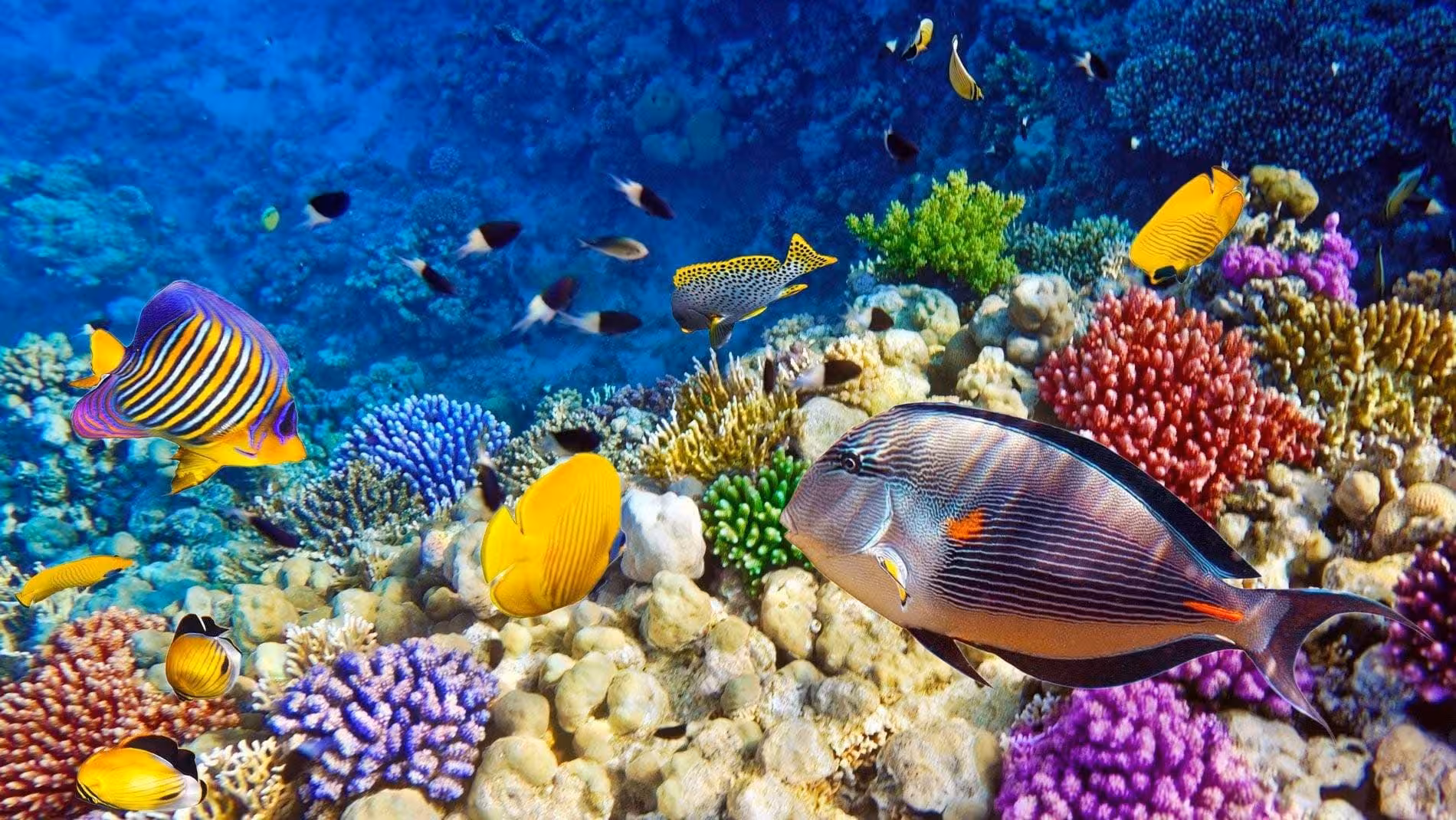 Colorful tropical fish and coral gardens at Ras Mohammed National Park, Red Sea White Island snorkeling tour