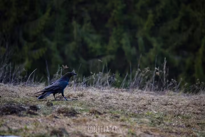 Black raven walking on grassy meadow with dark conifer forest background