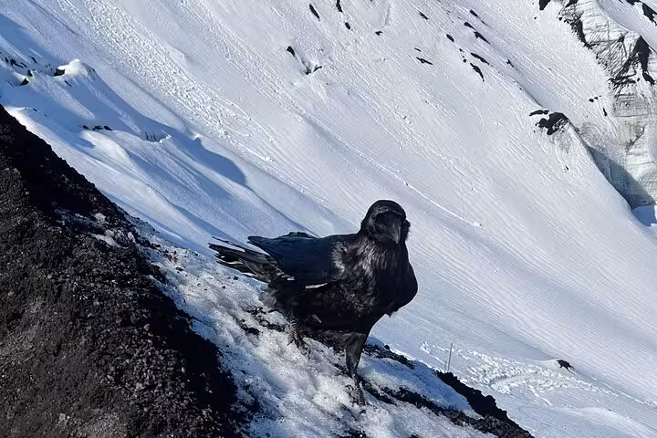 Black raven standing on snowy rocky slope at Snaefellsnes glacier, Iceland